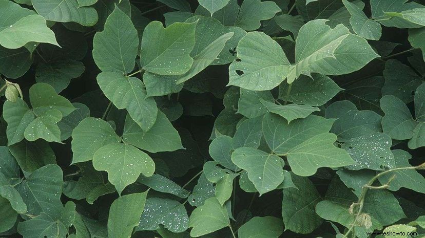 ¿Deberíamos estar comiendo Kudzu? 