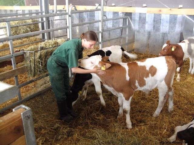 Estudio:las vacas crecen más y dan más leche después de una interacción humana positiva temprana 