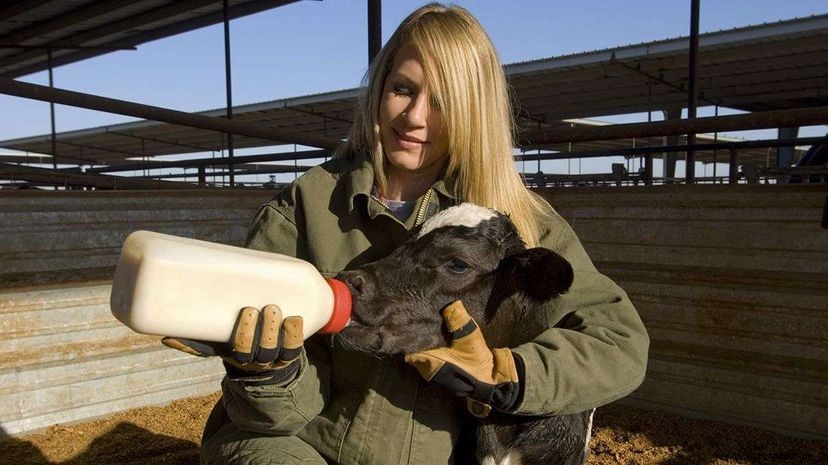 Estudio:las vacas crecen más y dan más leche después de una interacción humana positiva temprana 