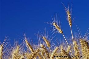 ¿Es el trigo americano diferente al trigo europeo? 