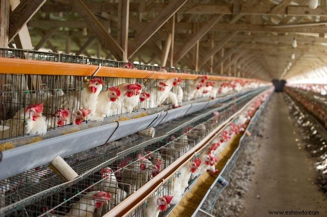 Si las gallinas ponen huevos de todos modos, ¿por qué los veganos no los comerían? 