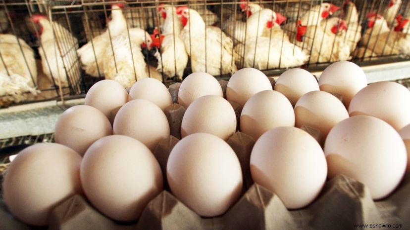 ¿Cómo saber si un huevo de gallina está fertilizado? 