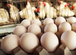 ¿Cómo saber si un huevo de gallina está fertilizado? 