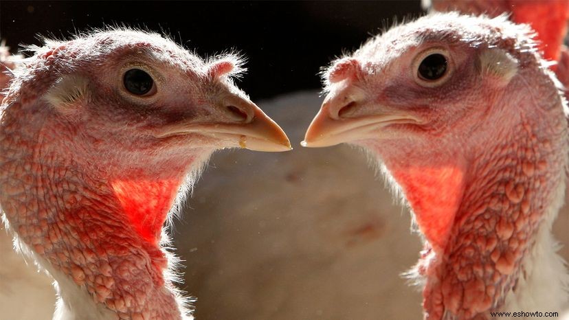 ¿Cuál es la diferencia entre el pavo de carne blanca y oscura? 