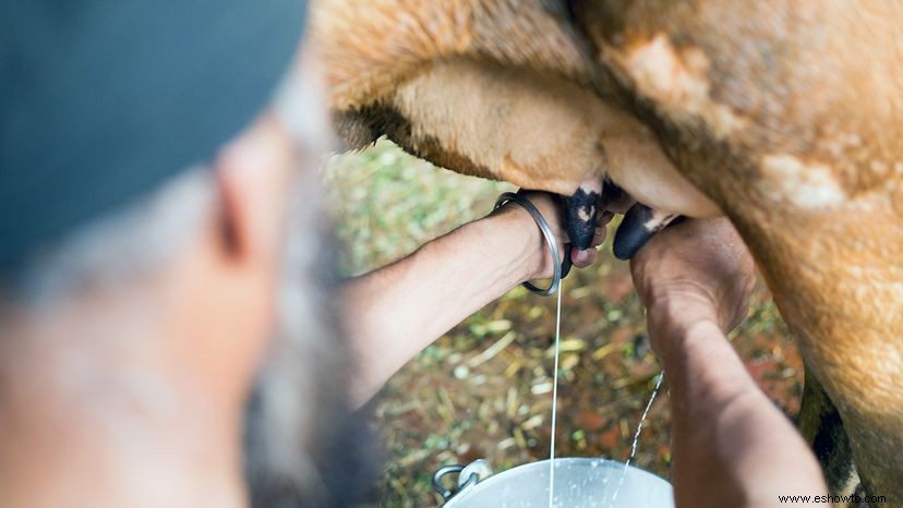 ¿Es mejor la leche cruda que la leche pasteurizada? 