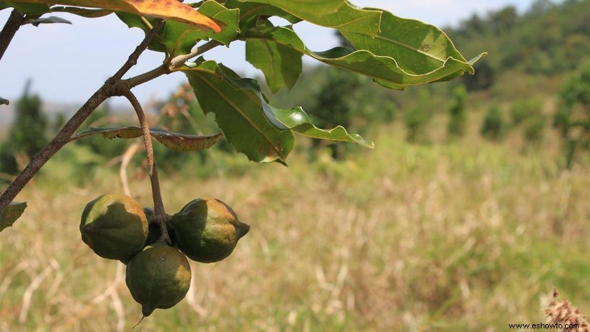 He aquí por qué las nueces de macadamia son tan deliciosas y tan locamente caras 