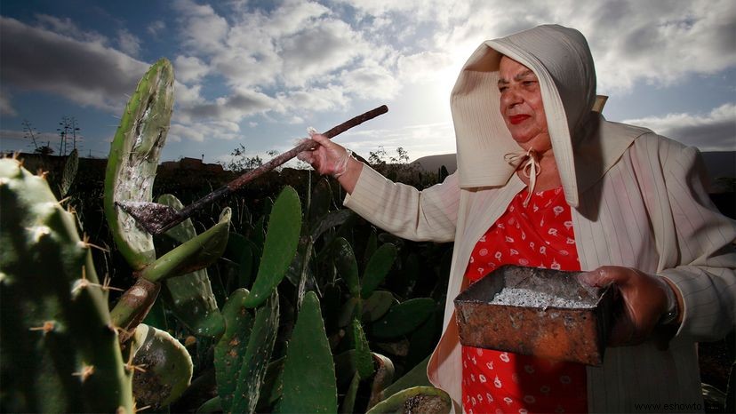 Cómo el carmín, el tinte rojo hecho de insectos, se convierte en su comida 