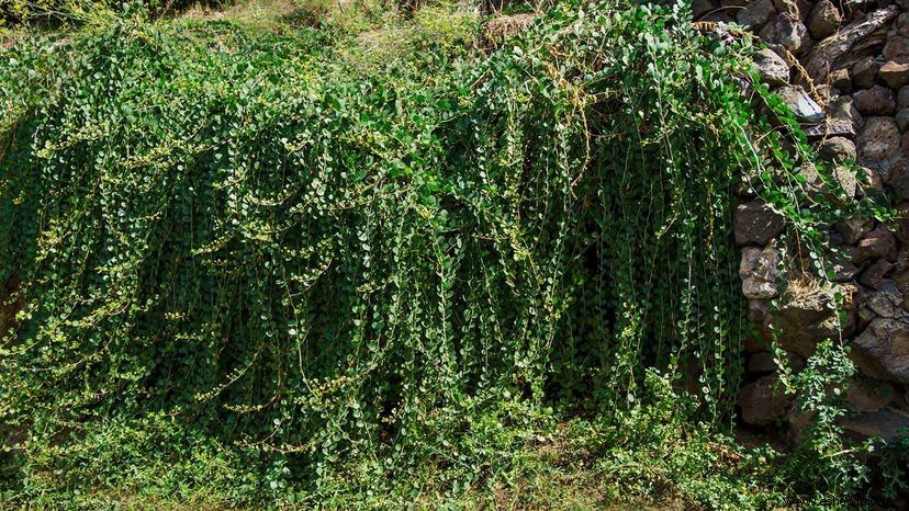 Las alcaparras diminutas envasan un ponche grande y sabroso 