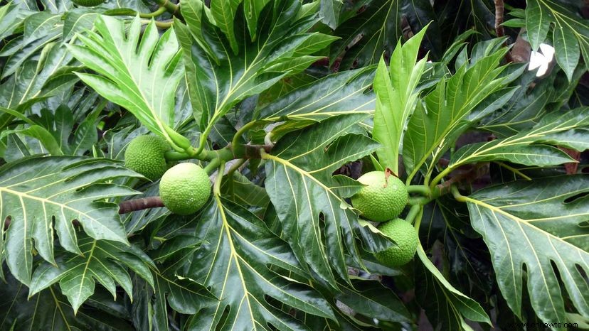 ¿Podría la fruta del pan ser el próximo superalimento? 