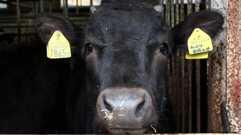 ¿La wagyu es realmente mejor carne de res? 