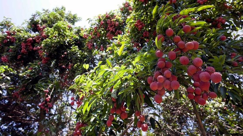 El lichi es una fruta subestimada, pero muy dulce 