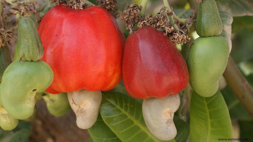 Sus frutos secos Cómo se ven estos 6 frutos secos antes de procesarlos 
