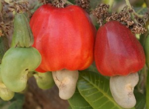 Cómo lucen 6 frutos secos populares en la naturaleza antes de procesarlos