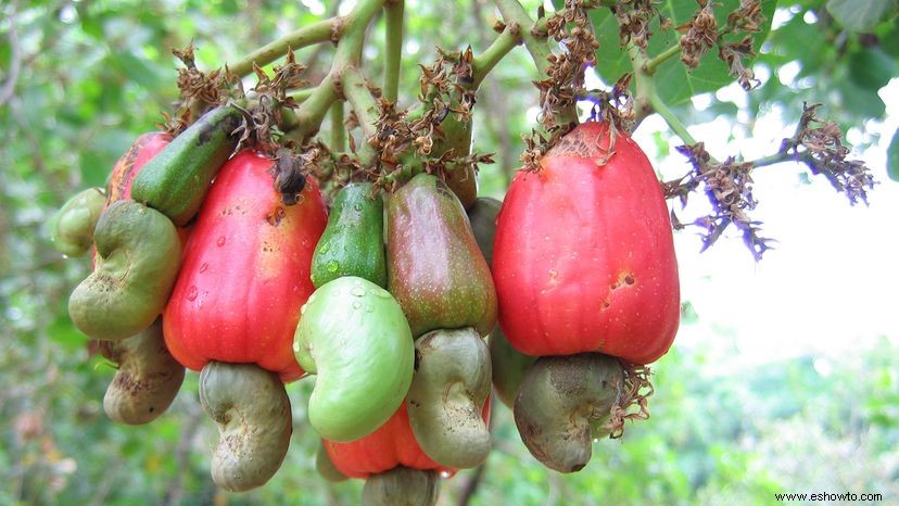 Sus frutos secos Cómo se ven estos 6 frutos secos antes de procesarlos 