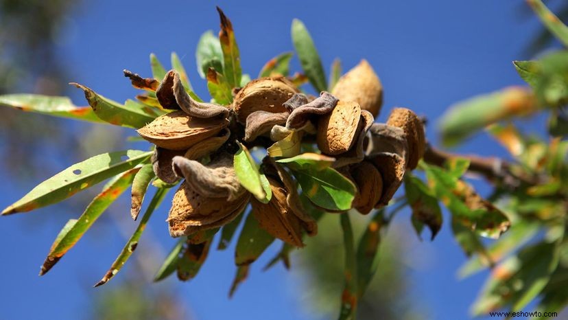 Sus frutos secos Cómo se ven estos 6 frutos secos antes de procesarlos 