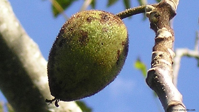 Sus frutos secos Cómo se ven estos 6 frutos secos antes de procesarlos 