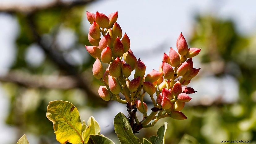 Sus frutos secos Cómo se ven estos 6 frutos secos antes de procesarlos 