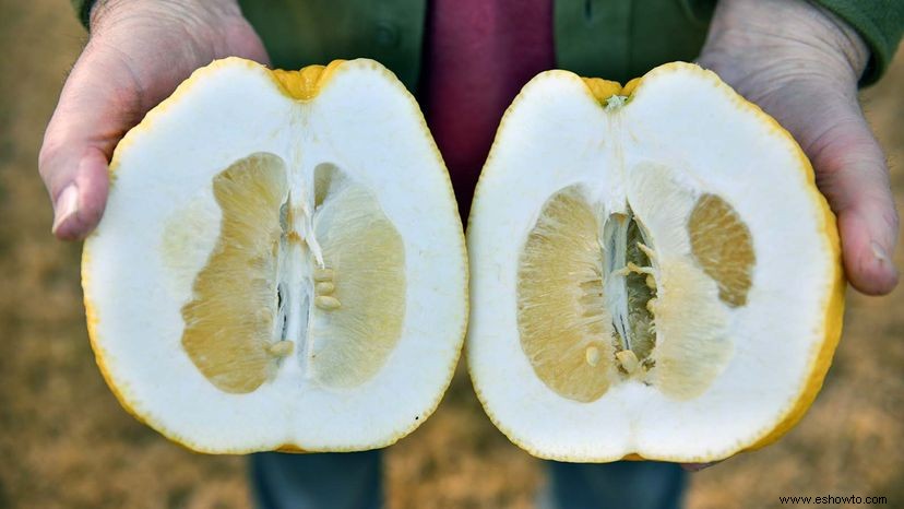 Los pomelos son como pomelos con esteroides 