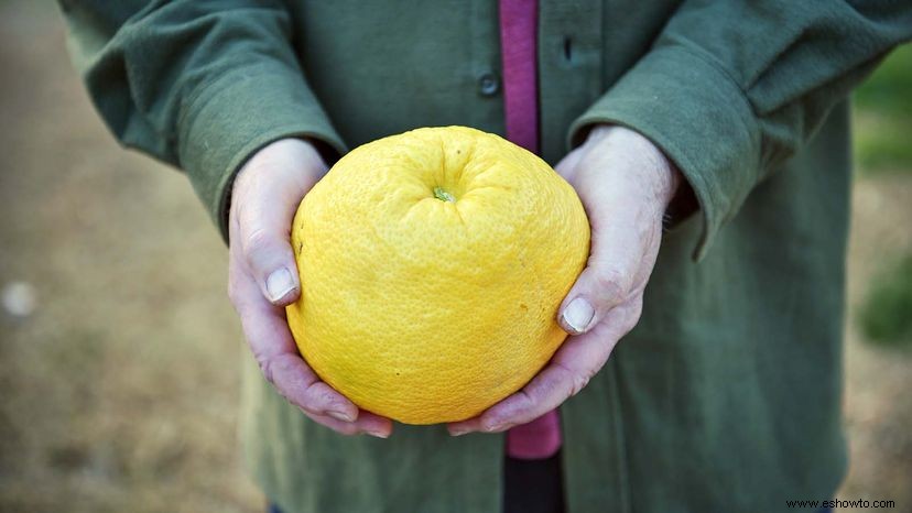 Los pomelos son como pomelos con esteroides 