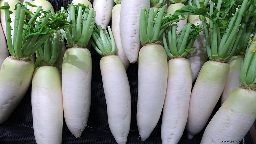 Cómo obtener su rábano daikon 