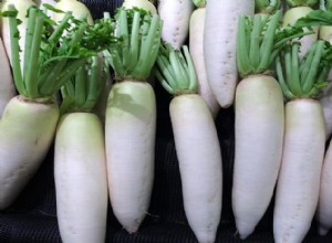 Guía completa del rábano daikon: cómo comprarlo, cultivarlo y cocinarlo
