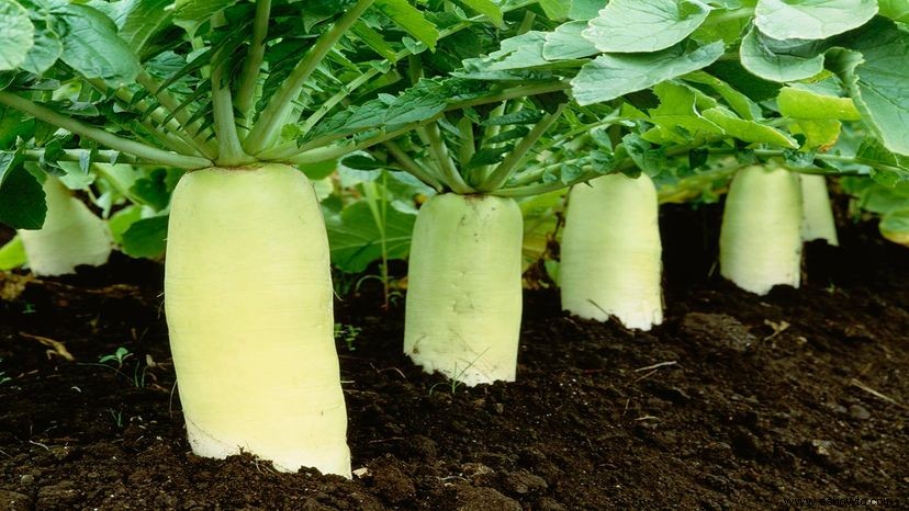 Cómo obtener su rábano daikon 