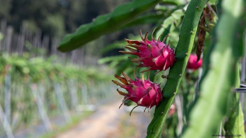 Por qué debería entusiasmarse con la fruta del dragón 