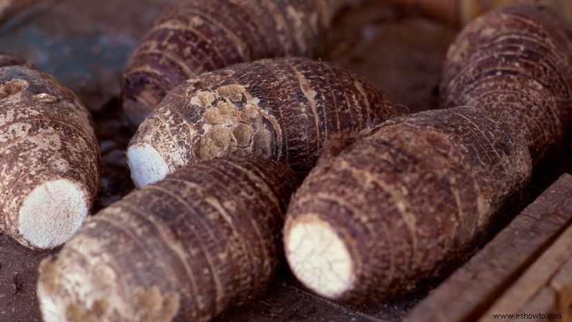 Taro le da una oportunidad a la papa por su valor nutricional 