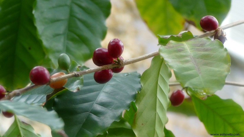 ¿Quieres un Cuppa Joe perfecto? Tueste sus propios granos de café 