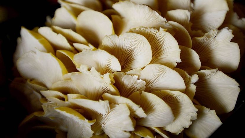 Sus hongos comestibles fáciles de cultivar en su cocina 