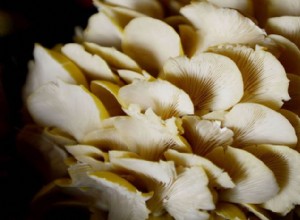 Hongos comestibles fáciles de cultivar en casa: guía experta paso a paso