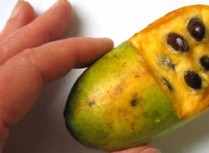 Papaya americana (Asimina triloba): la fruta nativa olvidada que merece redescubrir