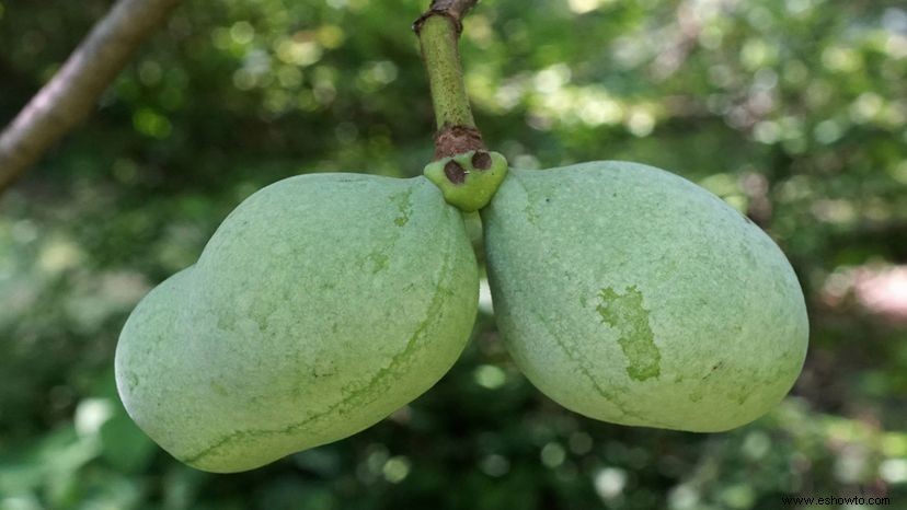 Papayas:la fruta olvidada que podría usar un poco de amor 