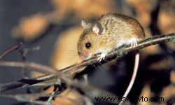 5 consejos para desinfectar después de deshacerse de los ratones 