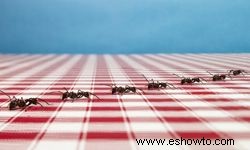 5 consejos para mantener a las hormigas alejadas de las mascotas 
