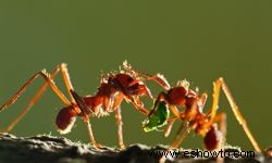 5 consejos para mantener a las hormigas alejadas de las mascotas 