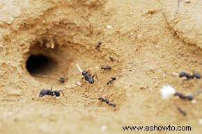 Ubicaciones comunes para nidos de hormigas 
