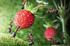 Preferencias alimenticias de las hormigas 