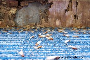 Prevención de termitas 