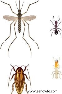 Termitas contra hormigas 