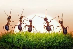 Tipos de hormigas 