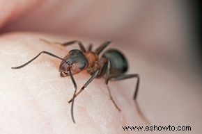 Tratamiento de las picaduras de hormigas bravas 