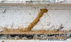 5 cosas que verifican los exterminadores durante las inspecciones de termitas 