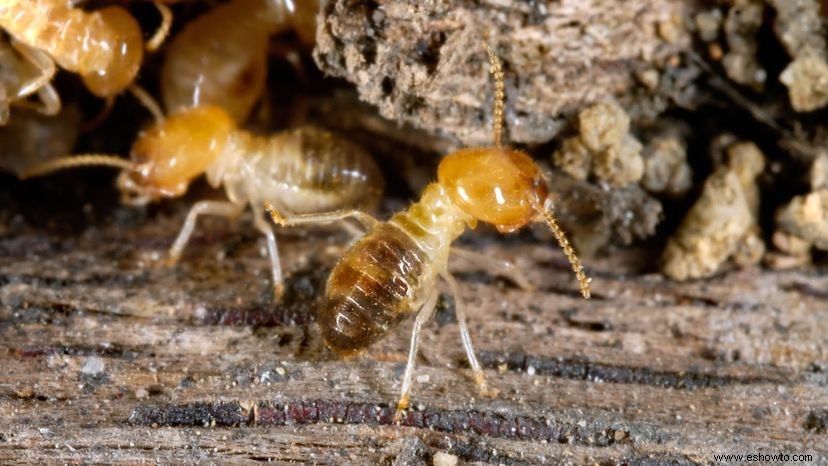 Cómo saber si tienes termitas 