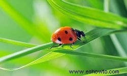 10 Consejos de Prevención y Mantenimiento de Insectos 