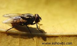 5 formas de controlar los criaderos de moscas 