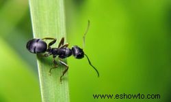 10 lugares donde puedes encontrar hormigas 