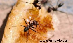 10 lugares donde puedes encontrar hormigas 
