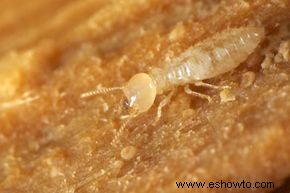 Tipos de termitas y el daño que causan 