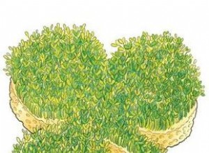 Manualidades Fáciles para el Día de San Patricio: Ideas Divertidas para Niños